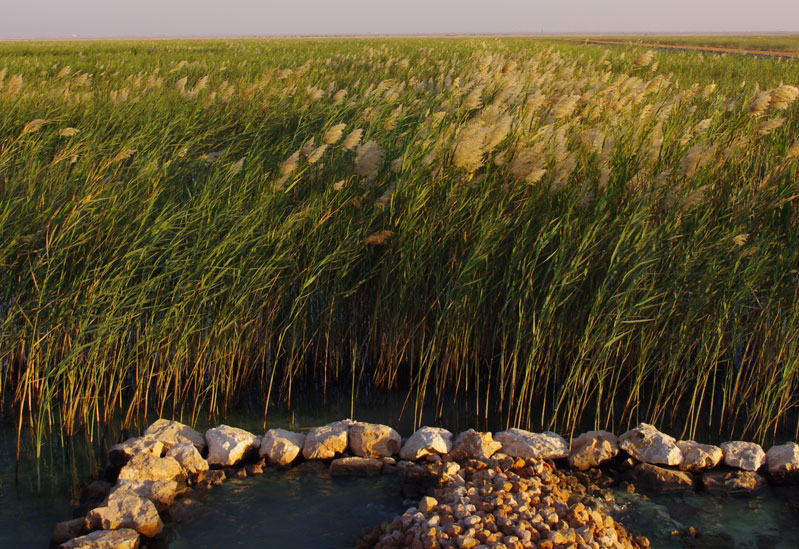 The Nimr Water Treatment Project has treated produced water generated by PDO's oil fields in Southern Oman. The Nimr Water Treatment Project has treated produced water generated by PDO's oil fields in Southern Oman.