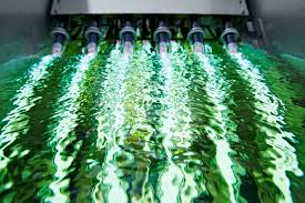 Xylem, Water Xylem, Water