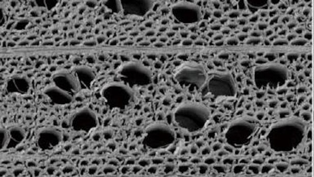 Water, Filtration, Wooden filtration Water, Filtration, Wooden filtration